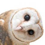 Profile picture of 西嶋 博孝